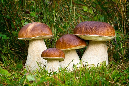 funghi porcini